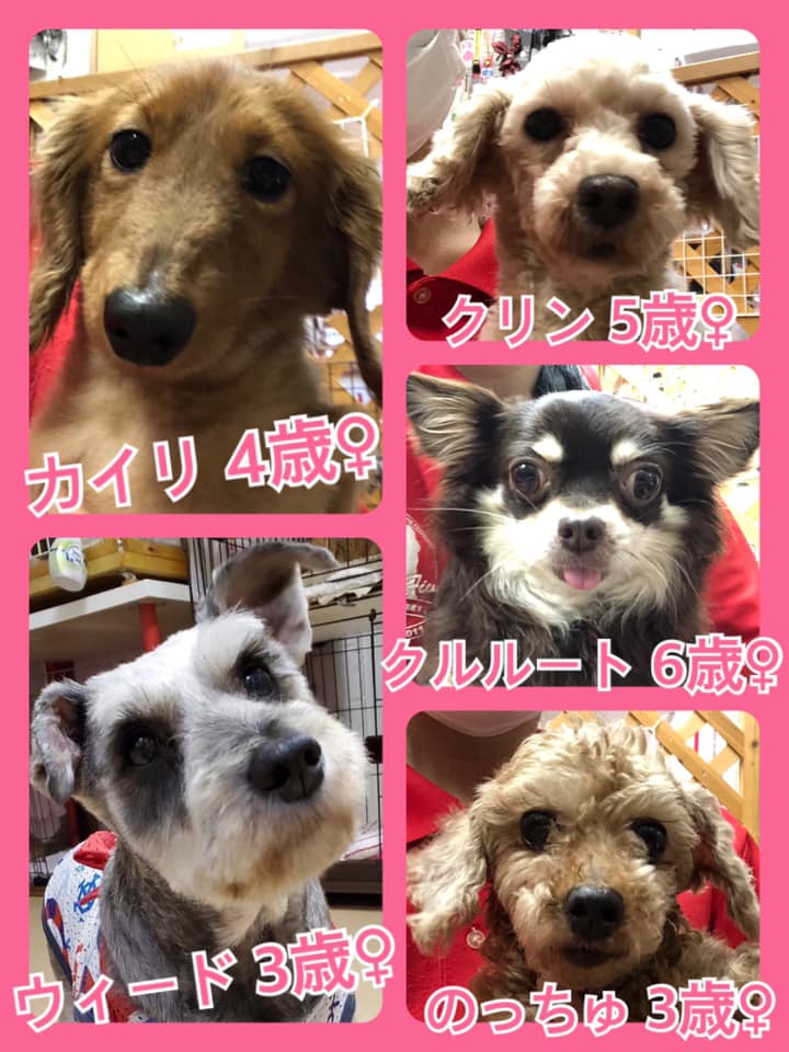 🐾今日の里親様募集中ワンコ🐶メンバーです🐾2020,7,18